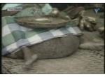 Elephantiasis