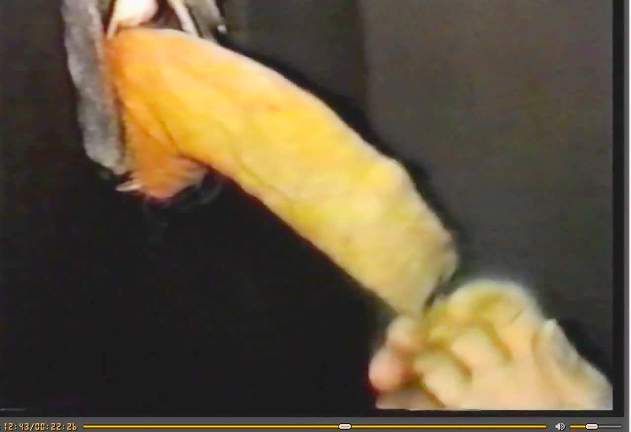 Thumb 17